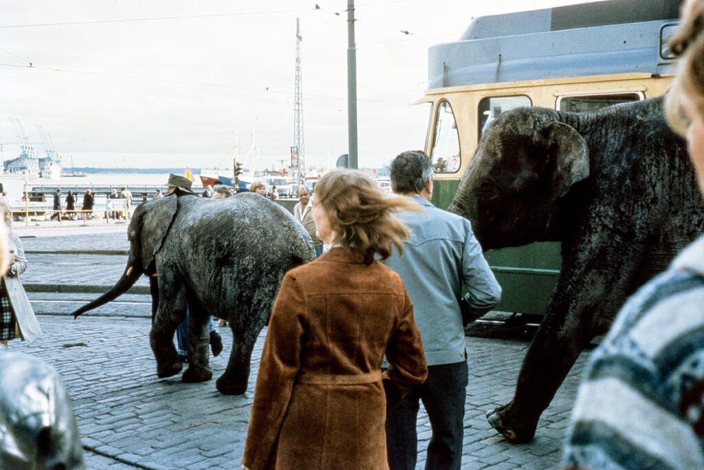 Cirkuselefanter vid fontänen Havis Amanda, i den vänstra kanten syns lyftkranar vid Skatuddens strand. Det är uppenbarligen fråga om ett reklamtrick som har organiserats av en besökande cirkus. I Finland blev det förbjudet att hålla elefanter på cirkus 1986. Foto: Helsingfors stadsmuseum / Jyrki Tenhunen