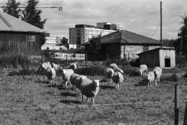 Lampaita Viikin Latokartanossa. Keskellä Viikintie. Taustalla Helsingin yliopiston Viikin maataloustieteellisten laitosten rakennuksia.