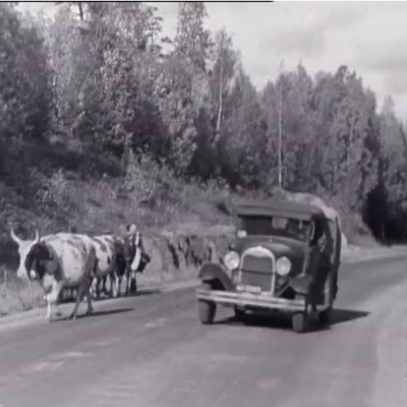 Maantien reunassa tallustaa lehmiä ja niiden takaa on tulossa auto