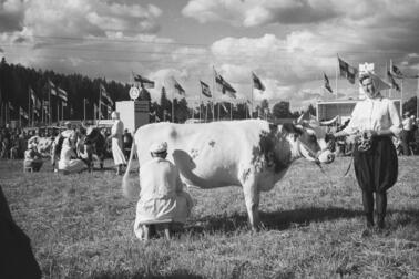 I mitten av bilden står en ko med horn, och en kvinna klädd i spetsbyxor håller den i ett ledband. En man sitter med ryggen mot fotografen och mjölkar kon. I bakgrunden syns flaggstänger med Finlands flagga samt kor och människor.
