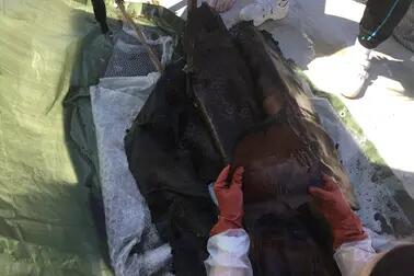 Leather retrieved from a shipwreck is being examined by a researcher.