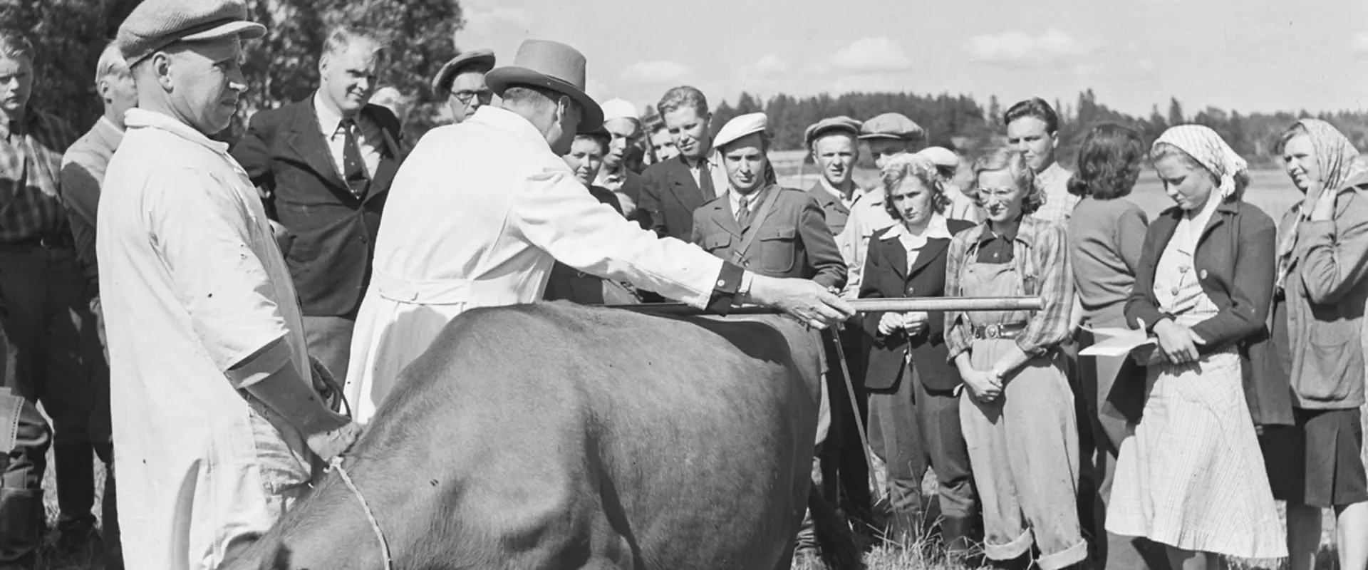 Pellolla on sonni syömässä ruohoa. Sen ympärillä seisoo ihmisiä katsomassa, kun yksi pitää sonnia kiinni ja toinen mittaa sen pituuden. 