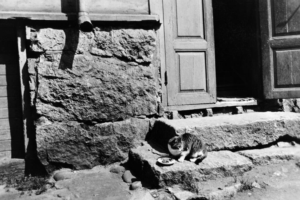 Kissa ruokailee Ruoholahden puuhuvilan portailla vuonna 1939. Kuvaaja: Helsingin kaupunginmuseo