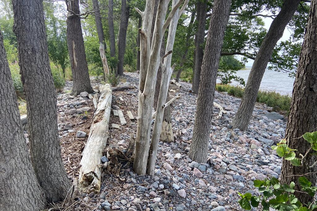 1700-luvun hyötyajattelussa kaatuneet puut piti raivata pois, jotta ne eivät olisi haitanneet metsän kasvua. Nykyisin taas lahoavia puita jätetään metsiin, koska niiden ajatellaan lisäävän luonnon monimuotoisuutta sienten, hyönteisten, sammalien, jäkälien ja lintujen kotina. Näkymä Isosaaresta kesällä 2023. Kuvaaja: Mikko Huhtamies