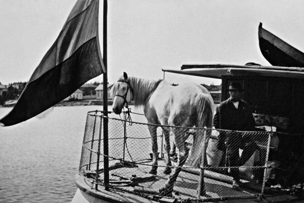 Valkoinen hevonen seisoo saaristolaivan takakannella. Hevosen vieressä istuu tummaan pukuun pukeutunut mies.