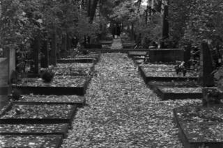 Syksyinen mustavalkokuva lehtien peittämästä käytävästä hautausmaalla