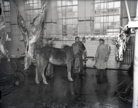 Keskellä kuvaa on laiha hevonen, jonka takana seisoo kolme miestä. Yhdellä on leka kädessä. Lattia on veressä. Oikealla on nyljetty lehmän pää, vasemmalla hevosten ruhoja.