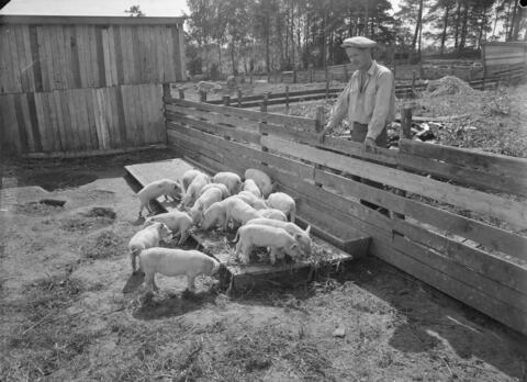 Noin 17 porsasta ruokailee ulkoaitauksessa. Mies seisoo aidan takana katsomassa. 