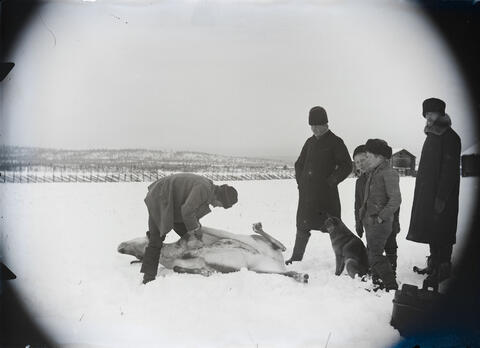 Poron teurastusta. Mies teurastaa poroa, katselijat vasemmalta Assari, kaksi tuntematonta poikaa ja Kalle (Karl) Heikel, myöhemmin Heikinheimo. Myös pystykorvainen koira katselee. Vierellä kaksikorvainen puusaavi. Seurueella yllä talvivaatteet, takit, karvalakit, nahkasaappaat tai nutukkaat eli karvakengät. Taustalla talousrakennuksia, pisteaitaa ja vaaramaisemaa.