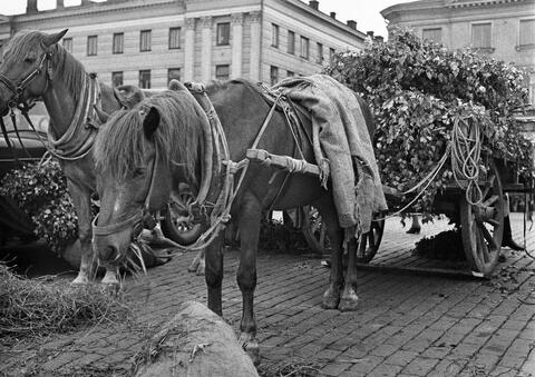 Two horses standing in the market square. Behind them is a cart with birch branches in it.