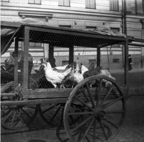 Kanoja sullottuna häkkiin, joka on rattaiden päällä. 