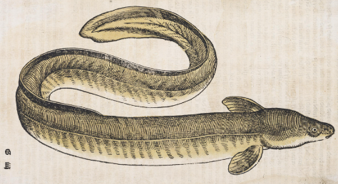 Ankeriaan kuva Conrad Gessnerin kirjan Historia animalium (1551-1558) saksankielisestä käännöksestä Thierbuch. Kirja sisältää myös kaloista kertovan osan, Fischbuchin, joka on päivätty kirjaan vuodelle 1575. Kuvan numero (kala)kirjassa on CLXXVIII / 178. Ankerias on kuvattu hieman kierteellä. Se on keltavihreän värinen ja vartalon muoto on käärmemäinen. Kyljissä on yhdet evät. Tekstissä kuvan ohella kerrotaan, että ankerias on tuttu eläin koko Saksan alueella sekä myös muissa maissa.