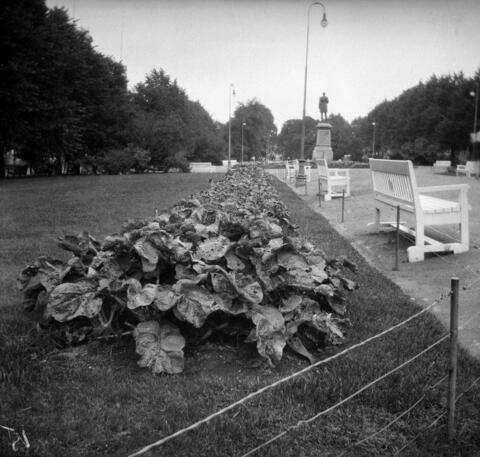 Lanttuviljelmä Esplanadin puiston nurmella. Taustalla Runebergin patsas.