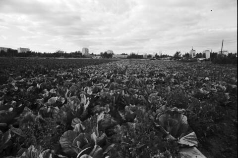 Panoramabilden från år 1970 fylls av Nymans stora kålland i Botbyhöjden, ungefär där köpcentret Itis står idag. I bakgrunden syns Botbyhöjdens köpcetrum och våningshus.