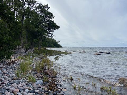 Till vänster syns skogsgränsen, som gränsar till en stenig strandremsa. Till höger kan man urskilja grynnor och vattenväxter i havet.