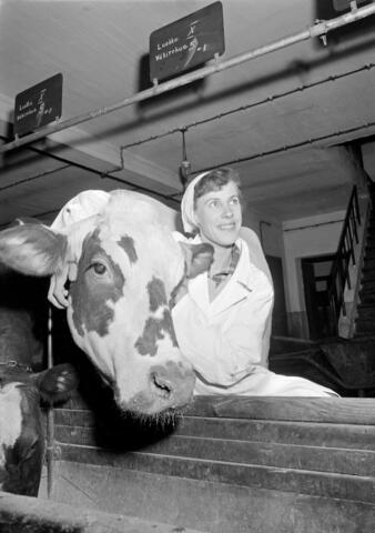 Lähikuva lehmästä, joka katsoo kameraan. Vieressä seisoo valkoiseen takkiin ja päähuiviin pukeutunut hymyilevä nainen, joka on kietonut oikean käsivartensa lehmän ympärille.