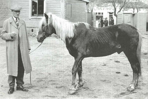 Vasemmalla seisoo mies, oikealla laiha hevonen.