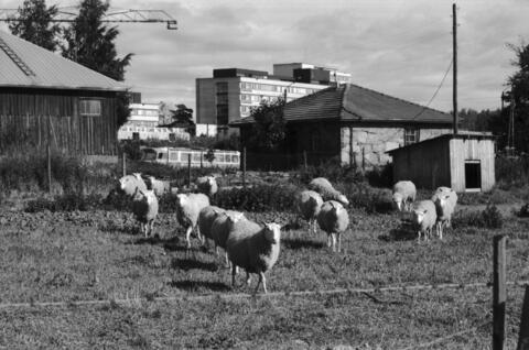 Lampaita Viikin Latokartanossa. Keskellä Viikintie. Taustalla Helsingin yliopiston Viikin maataloustieteellisten laitosten rakennuksia.