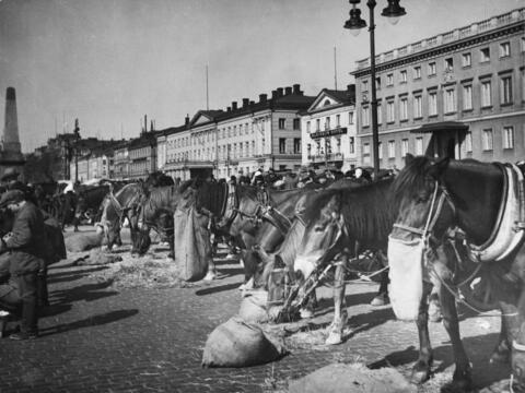 Kaurapusseistaan syöviä hevosia kuvattuna Kauppatorilla vuonna 1930. 
