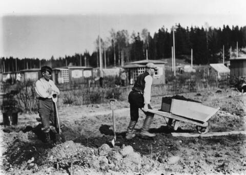 Mies työntää kottikärryjä siirtolapuutarhan viljelmällä.