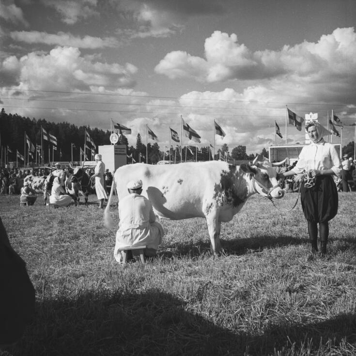 Kuvan keskellä on sarvipäinen lehmä, jota pussihousuihin pukeutunut nainen pitelee talutusköydestä. Kuvaajaan selin istuu valkoiseen takkiin pukeutunut mies lypsämässä lehmää. Taustalla on Suomen lippuja lipputangoissa sekä lehmiä ja ihmisiä.
