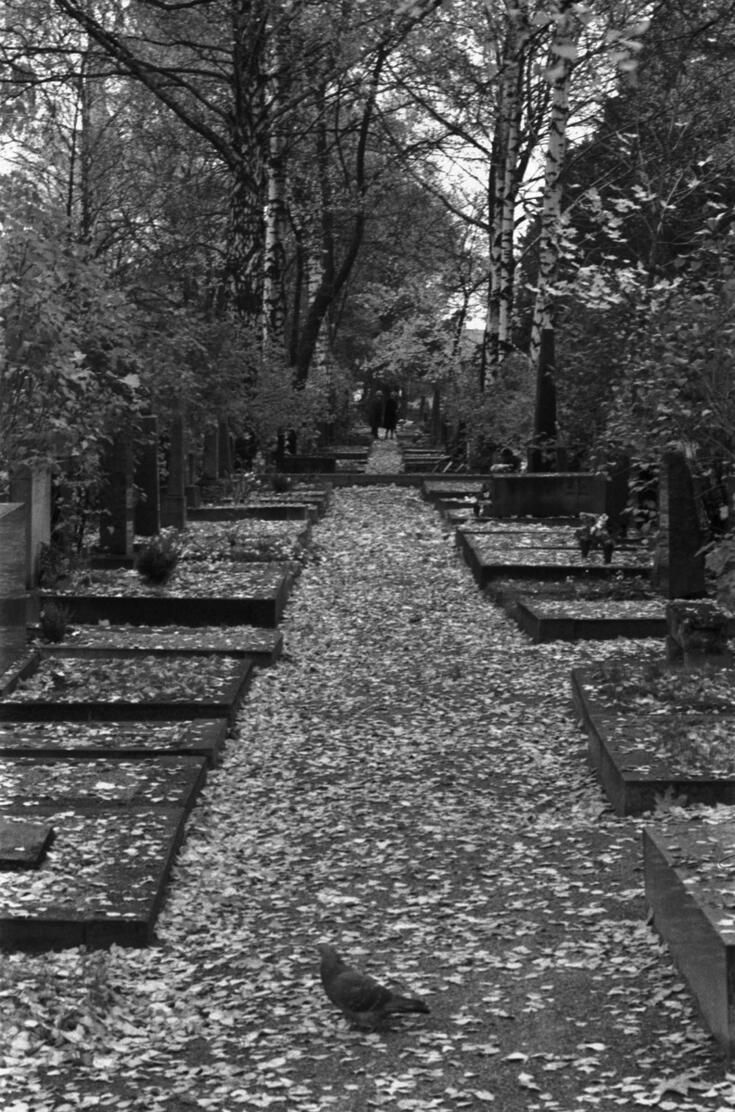 Syksyinen mustavalkokuva lehtien peittämästä käytävästä hautausmaalla