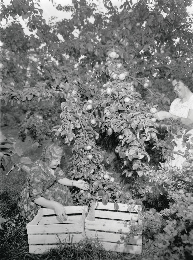 Vasemmalla on kukkamekkoon pukeutunut nainen kyykyssä kahden puulaatikon vieressä omenapuiden edessä. Oikealla toinen nainen poimii omenoita puusta. Kumpikin hymyilee.