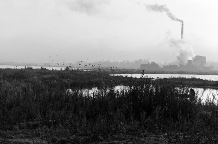 Vy från Gammelstadsvikens strand i Hermanstad. I bakgrunden syns en fågelflock och Byholmens avfallsförbränningsanläggning med rykande skorstenar.
