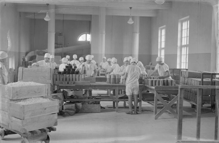 Pitkien pöytien ääressä on valkoisiin työasuihin pukeutuneita naisia täyttämässä ja punnitsemassa sokeripusseja. 