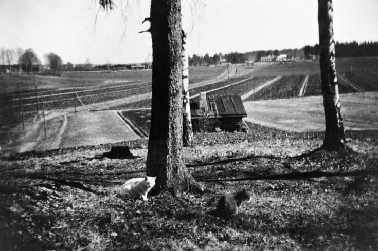 Etualalla kaksi kissaa puun edessä, taaempana peltoja ja taustalla metsikköä ja rakennuksia.