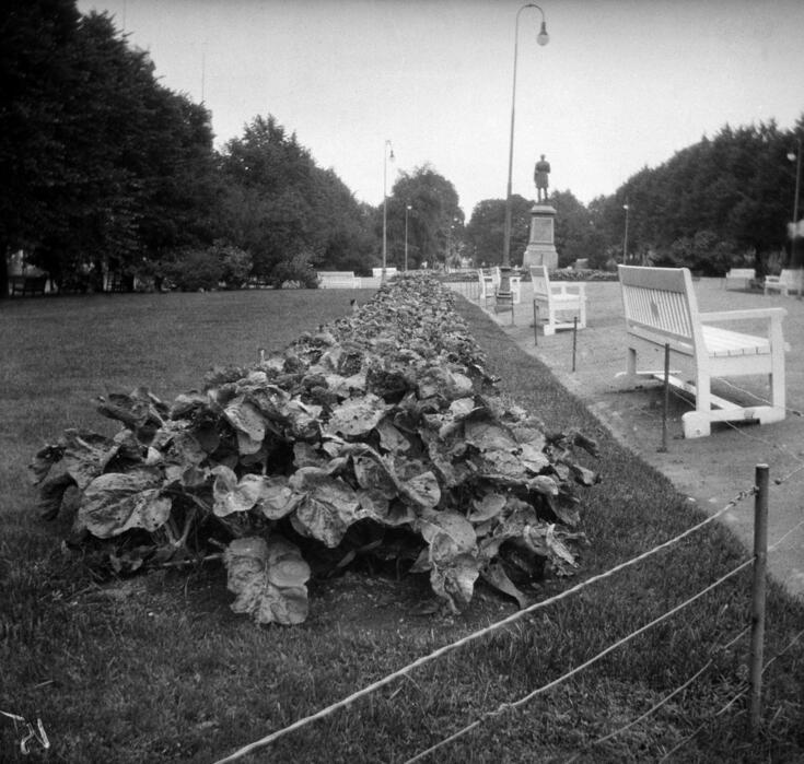 Lanttuviljelmä Esplanadin puiston nurmella. Taustalla Runebergin patsas.