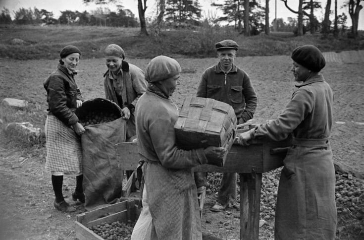 Fem personer sorterar potatis i Hertonäs. Två kvinnor håller i en full tygsäck. En person häller potatis från en korg i en ränna som säcken fylls med. 