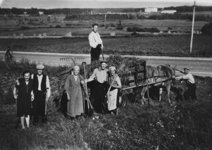 Seitsemän ihmistä on kokoontunut ryhmäkuvaan heinäpellolla. Kuvassa on hevonen, jonka taakse valjastetut kärryt ovat täynnä heinää. Näkymä on Viikintien varrelta. Taustalla näkyy Viikin koetilan rakennuksia ja vasemmalla Viikin Latokartano.