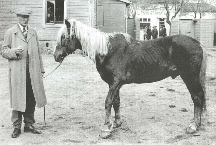Vasemmalla seisoo mies, oikealla laiha hevonen.