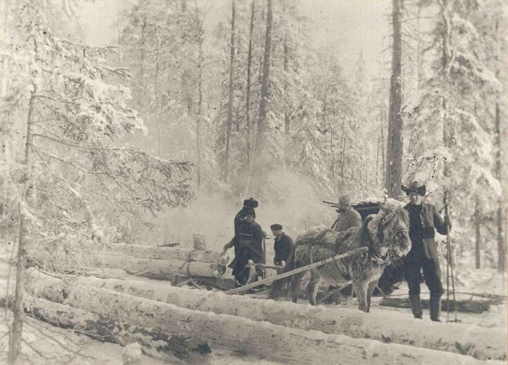 Luminen metsä, jossa on neljä miestä ja hevonen, jonka taakse on valjastettu tukkireki.