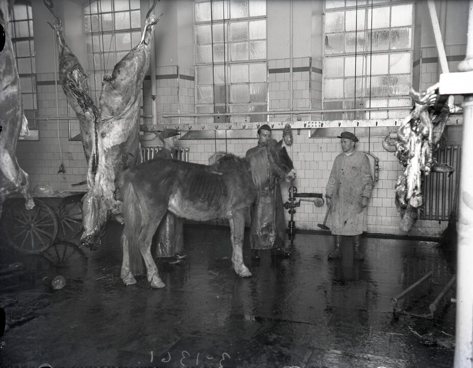 Hevonen odottaa teurastusta