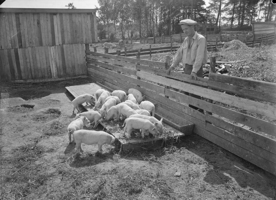 Viikin koetilan porsaita