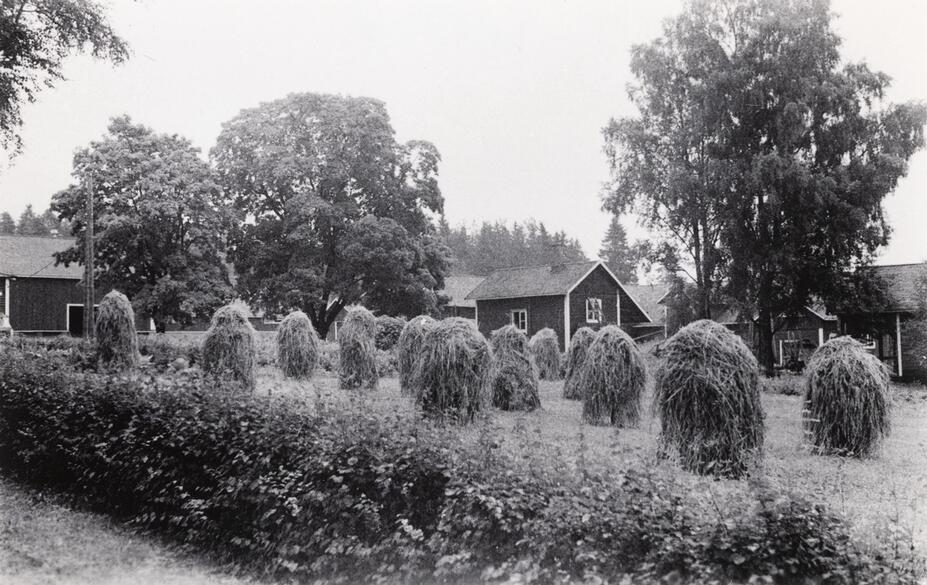 Malminkartanon talousrakennuksia ja korjattua heinää