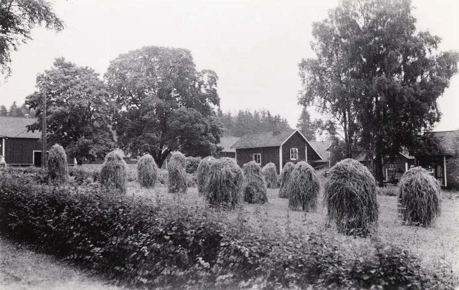 Malminkartanon talousrakennuksia ja korjattua heinää