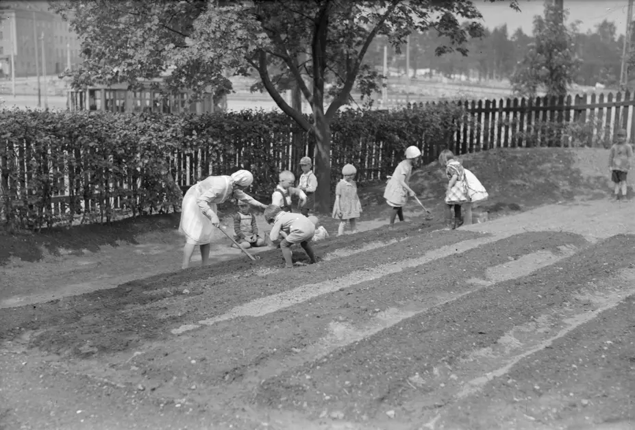 Lapset istuttavat perunoita 1930