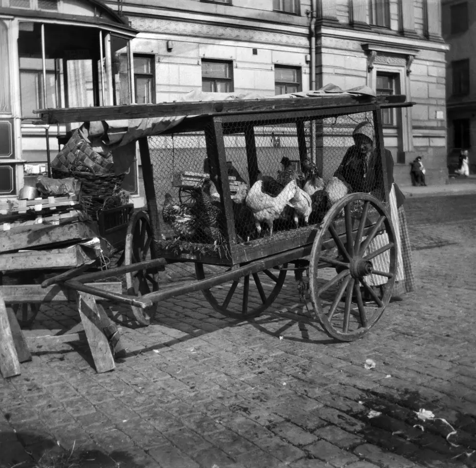 Fjäderfä till salu på salutorget