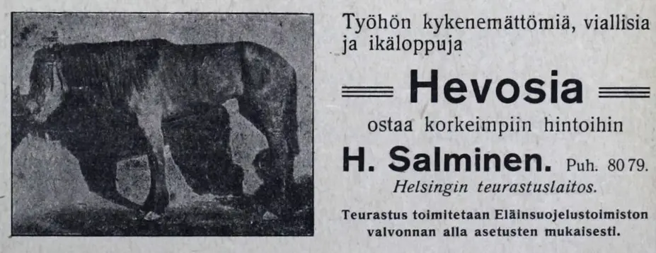 Slakthäst
