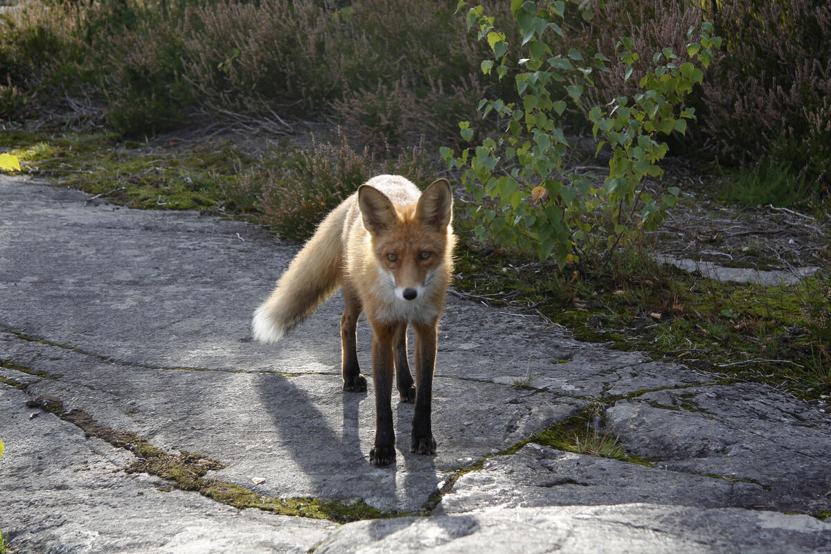 En räv står påberget och tittar rakt in i kameran. I bakgrunden syns ljung och annan växtlighet.