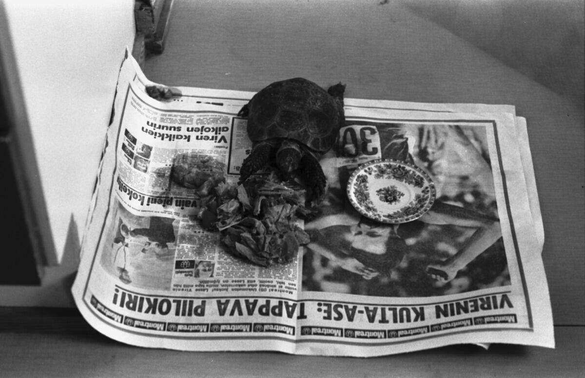 Liisankatu 7. Kilpikonna syömässä lattialle levitetyn sanomalehden (Ilta-Sanomat) päällä. Montrealin olympialaisista kertovalla aukeamalla otsikkoteksti: VIRENIN KULTA-ASE: TAPPAVA PIILOKIRI!