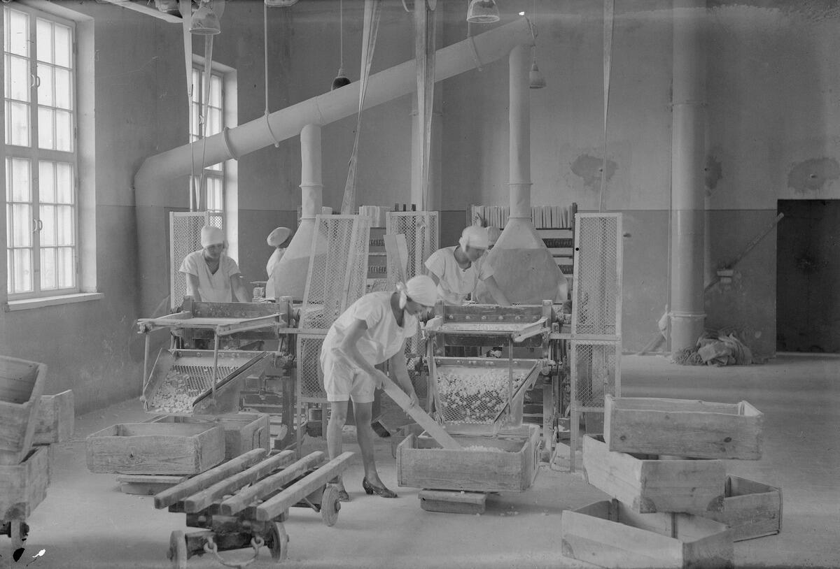 Neljä naista työskentelee koneiden ääressä, joista valmistuu sokeripaloja. Kaikilla on valkoinen liina päässä, lyhythihainen valkoinen paita ja etualan naisella sortsit.