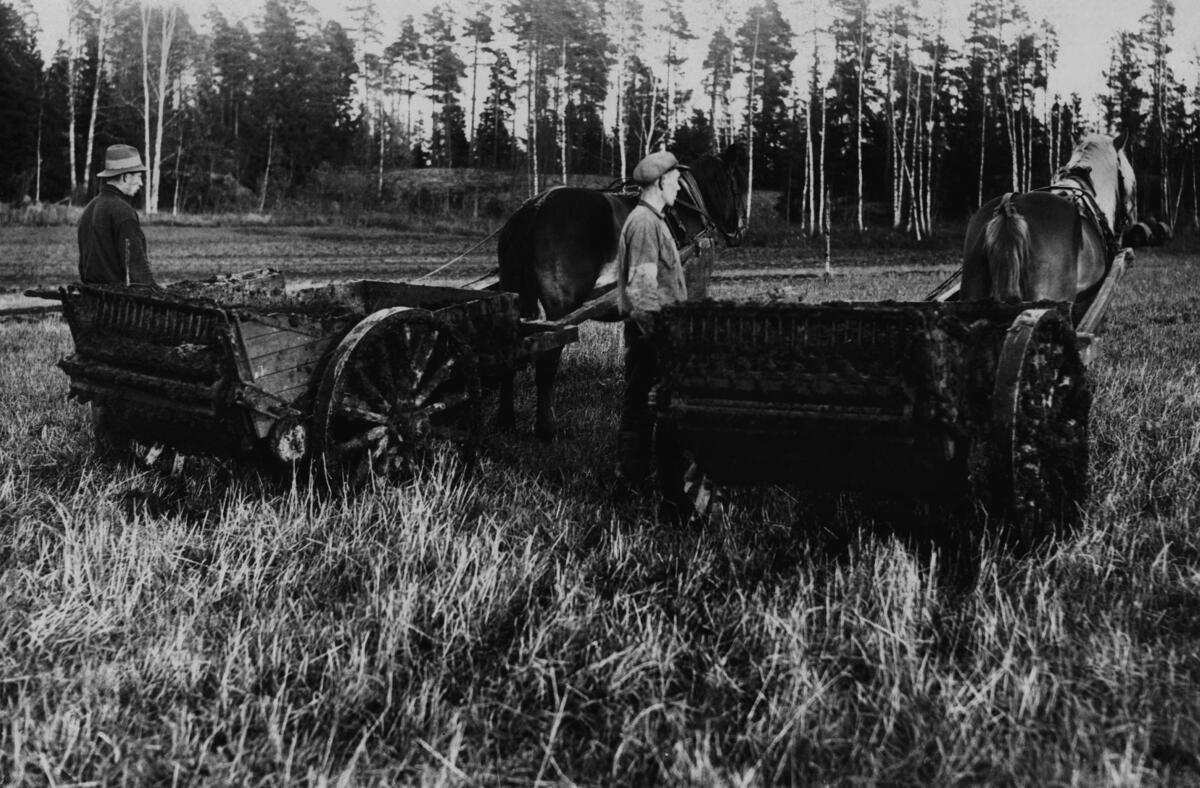 Pellolla on kaksi hevosta kärryineen, joiden vieressä seisoo ohjastajat. Kärryjen takaosissa on ritilät ja pyörivä hammastettu tela, joka annostelee lietettä pellolle.