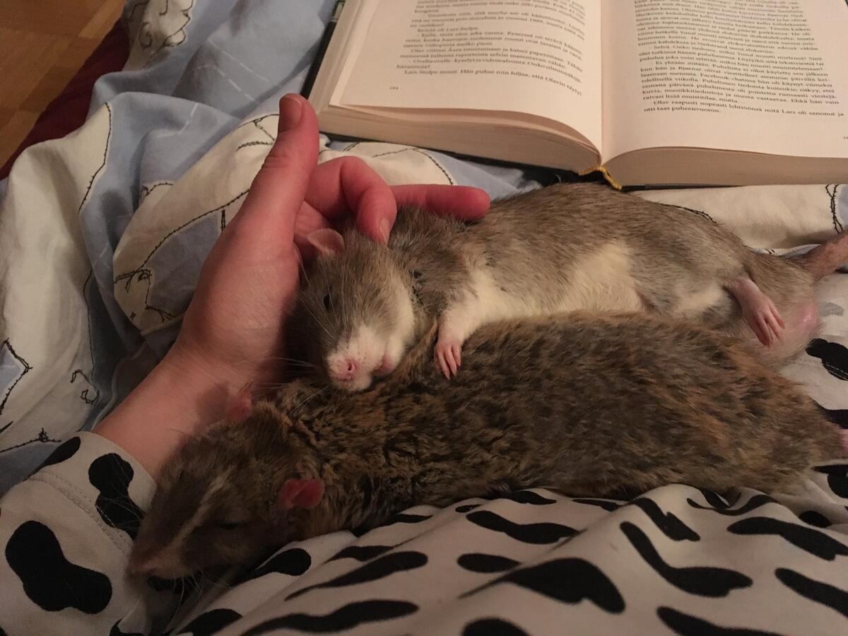 Kaksi rottaa makaa ihmisen sylissä rapsutettavana samalla, kun ihminen lukee kirjaa.