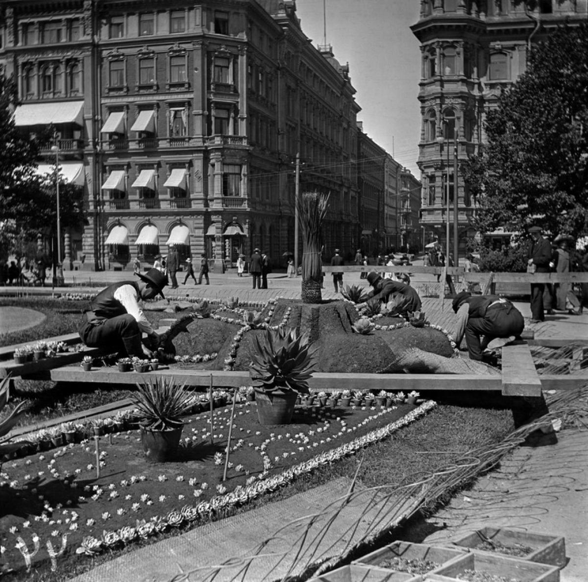 Kolme kyykistynyttä miestä rakentaa kukkaistutuksia Esplanadin puistossa