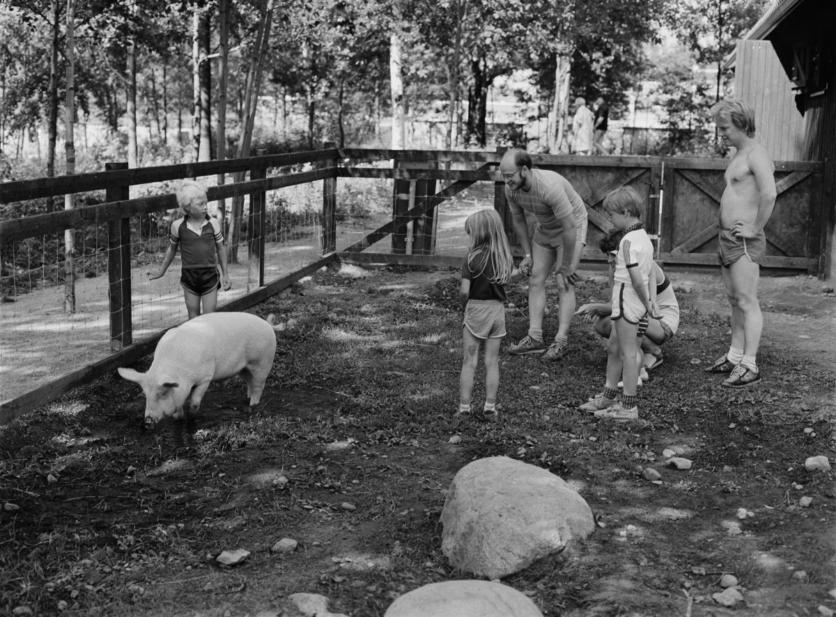 Två barn med sina föräldrar betraktar en gris i sin inhägnad i Malmgårds husdjurspark. 