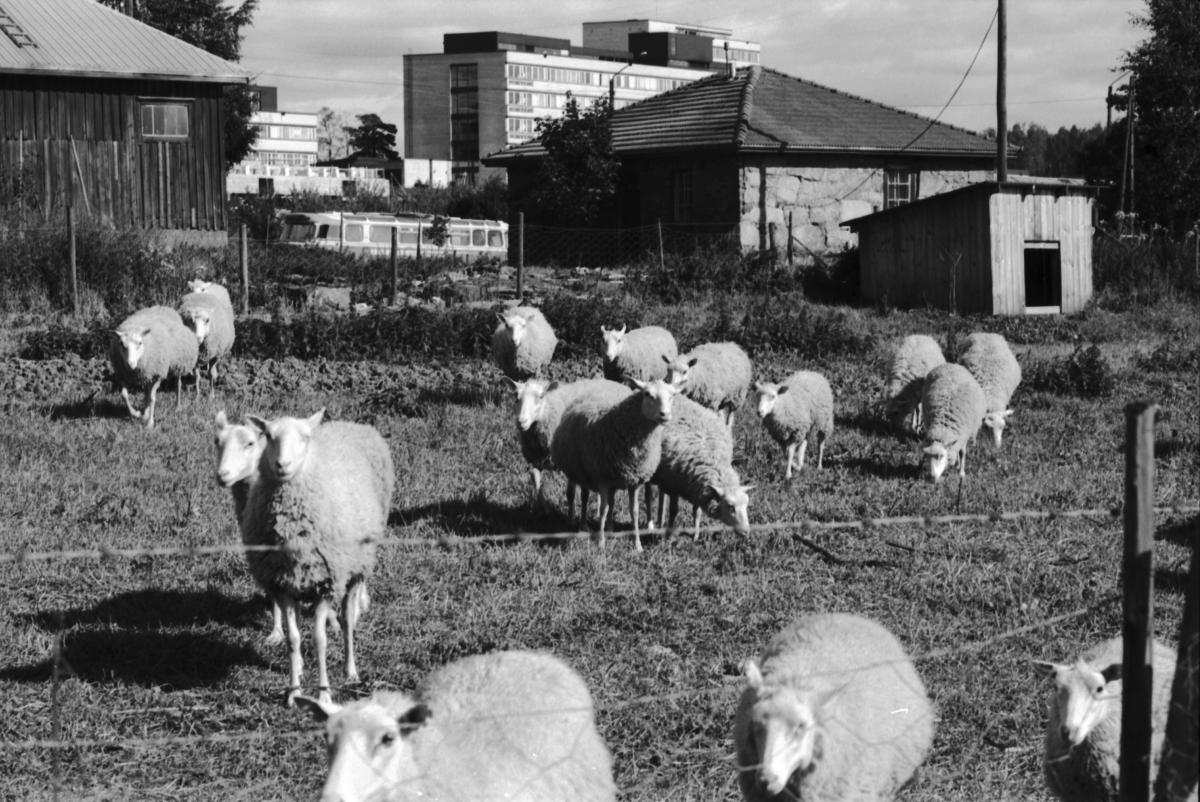 Lauma valkoisia lampaita aitauksessaan Viikin Latokartanossa. Taustalla yliopiston maataloustieteellisen tiedekunnan rakennuksia.